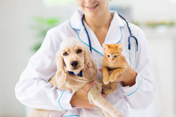 Case Study Vet for Cats and Dogs - Hit-The-Web Marketing